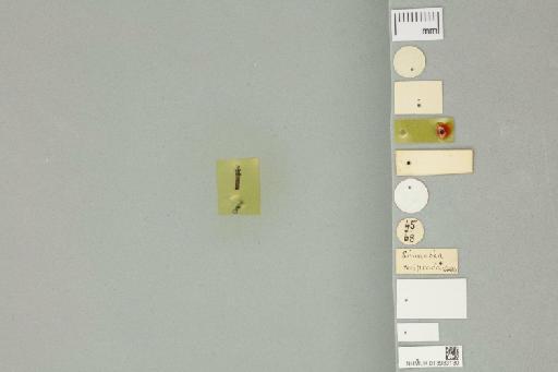 Symplecta (Trimicra) reciproca (Walker) - 013933130__labels_ventral