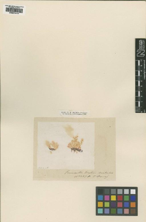 Anotrichium licmophorum (Harv.) Baldock - BM000768309