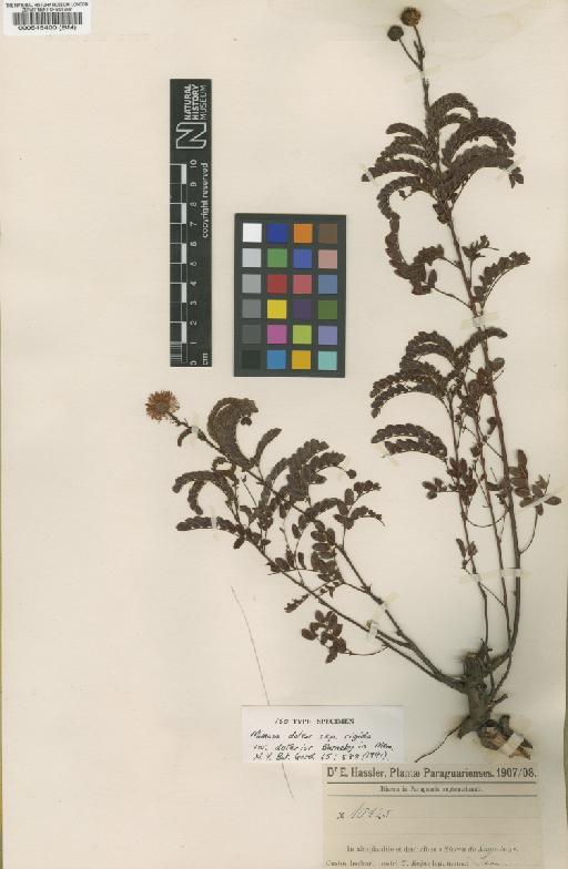 Mimosa dolens subsp. rigida (Benth.) Barneby - BM000545400