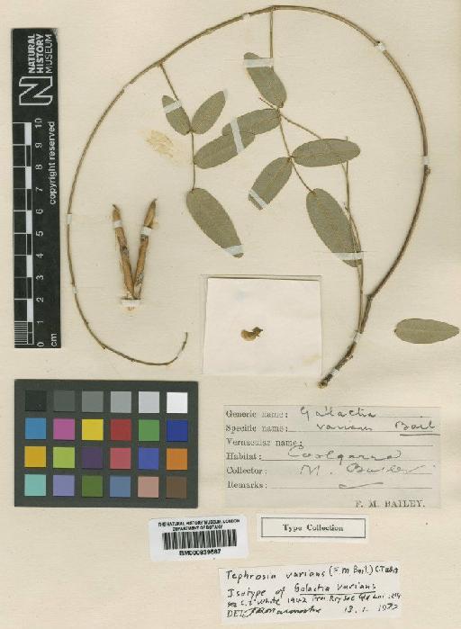 Tephrosia varians (F.M.Bailey) C.T.White - BM000839587