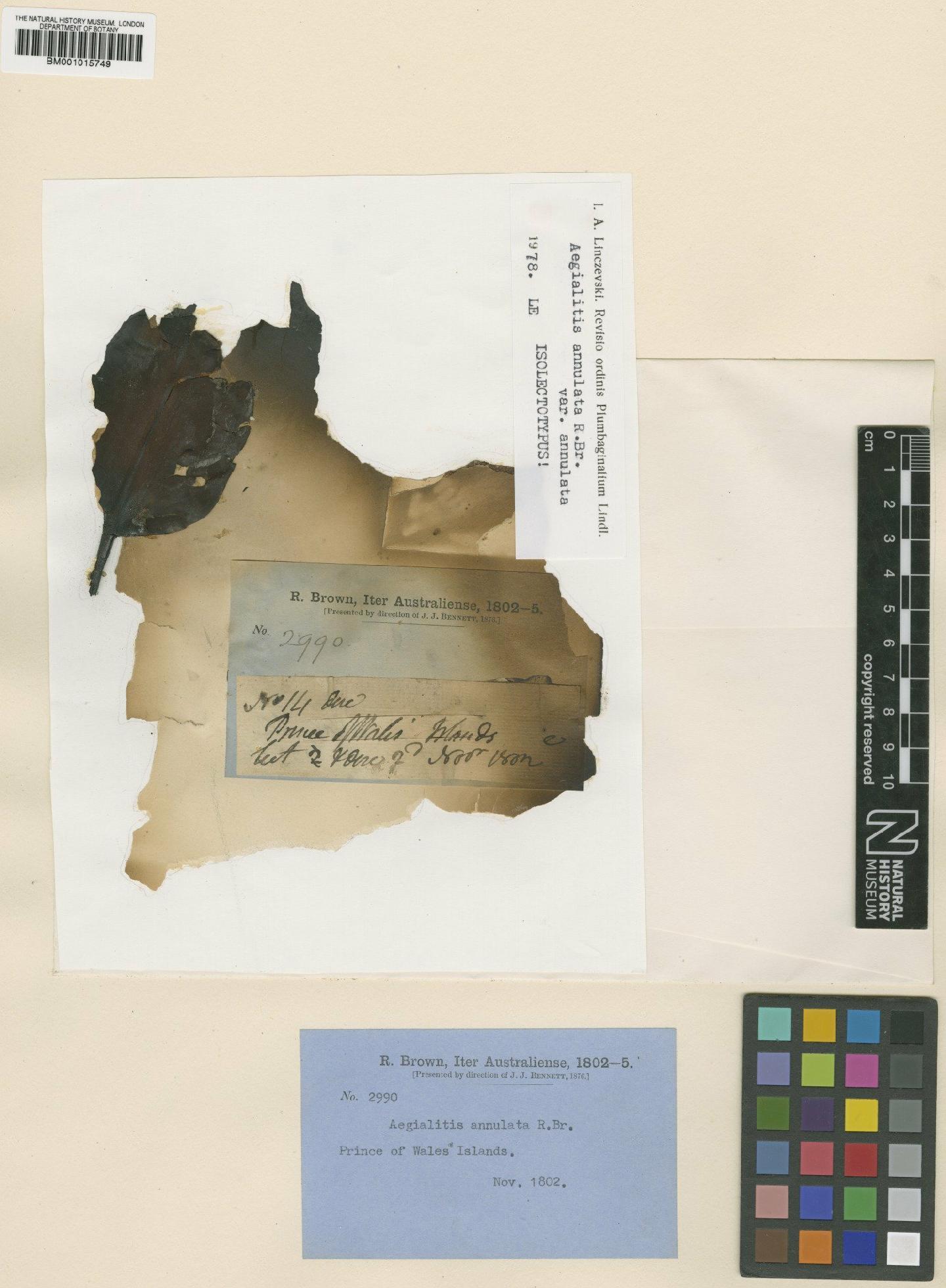 To NHMUK collection (Aegialitis annulata R.Br.; Type; NHMUK:ecatalogue:630964)