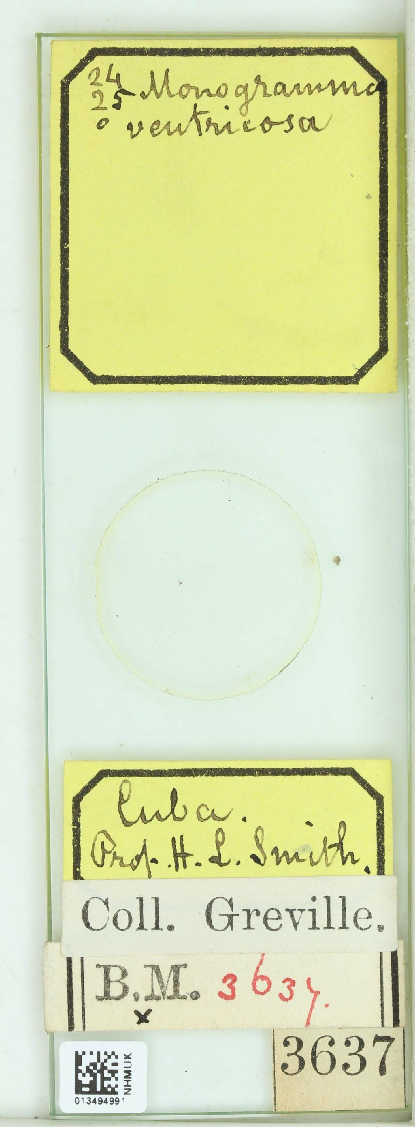 To NHMUK collection (Monogramma ventricosa Ehrenb.; NHMUK:ecatalogue:4741590)