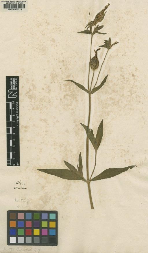 Silene conoidea L. - BM000628516