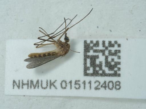 Culicidae Meigen, 1818 - 015112408_1