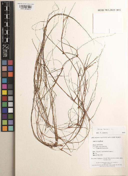 Juncus bulbosus L. - BM012556623
