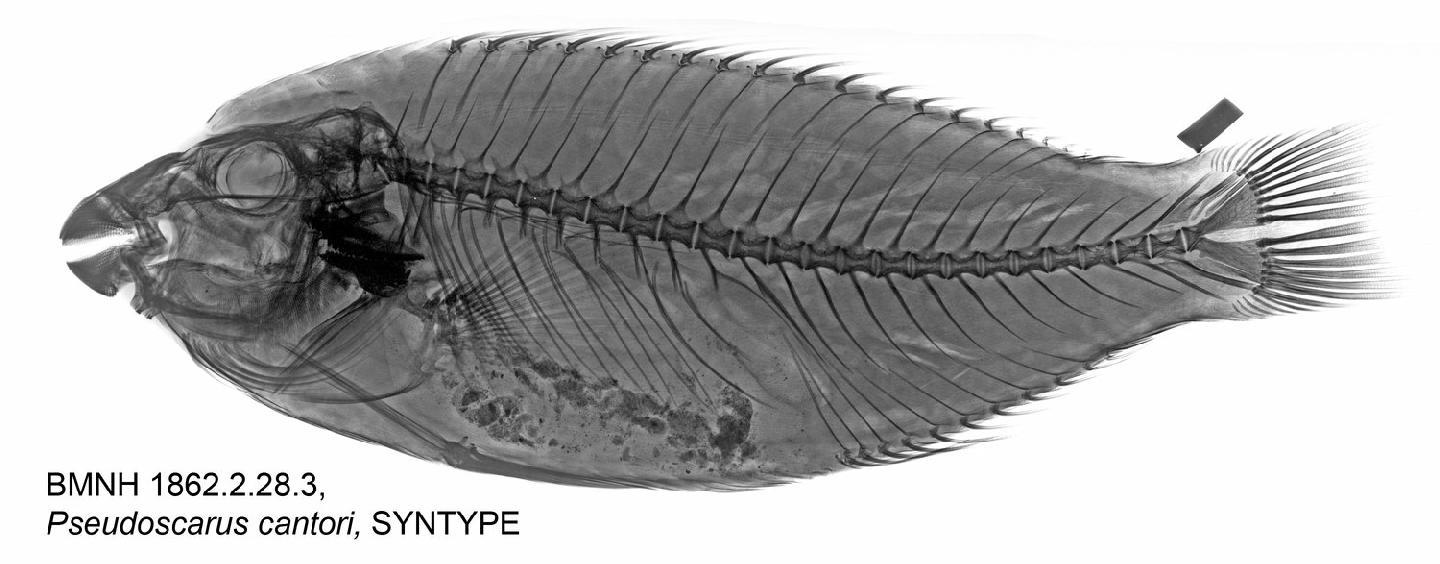 To NHMUK collection (Pseudoscarus cantori Bleeker, 1861; SYNTYPE; NHMUK:ecatalogue:2594067)