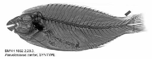 Pseudoscarus cantori Bleeker, 1861 - BMNH 1862.2.28.3, Pseudoscarus cantori, SYNTYPE, Radiograph
