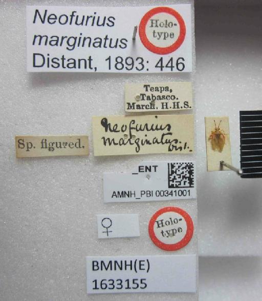 Neofurius marginatus Distant, 1893 - Neofurius marginatus-BMNH(E)1633155-Holotype female dorsal & labels