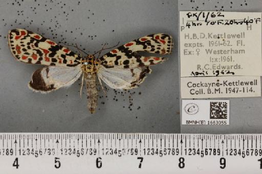 Utetheisa pulchella (Linnaeus, 1758) - BMNHE_1663055_283584