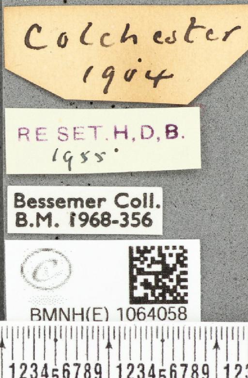 Coenonympha pamphilus ab. latiora Leeds, 1950 - BMNHE_1064058_label_25234