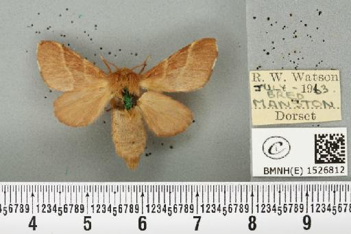 Malacosoma neustria (Linnaeus, 1758) - BMNHE_1526812_191044