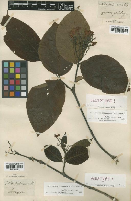 Holarrhena pubescens Buch.-Ham. - BM001014094