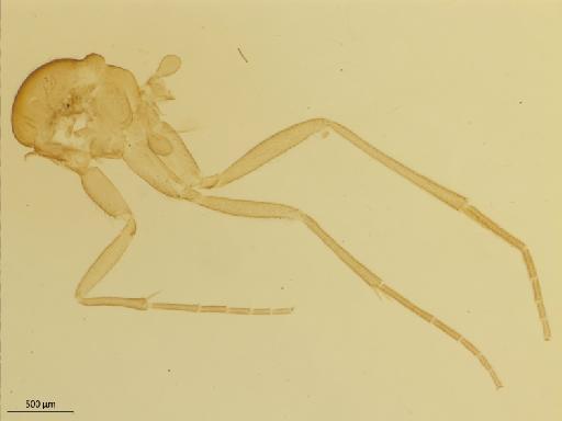 Chalastonepsia orientalis Soli, 1996 - 010178992_Chalastonepsia_orientalis_HT_BMNH258115_thorax_legs