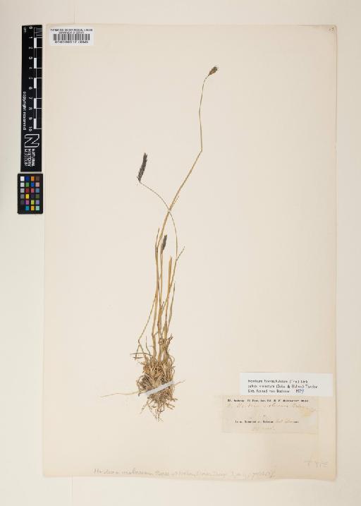 Hordeum brevisubulatum subsp. violaceum (Boiss. & Hohen.) Tzvelev - 000060517