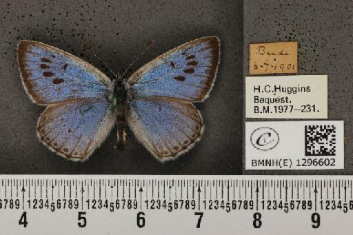 Maculinea arion eutyphron (Fruhstorfer, 1915) - BMNHE_1296602_133924