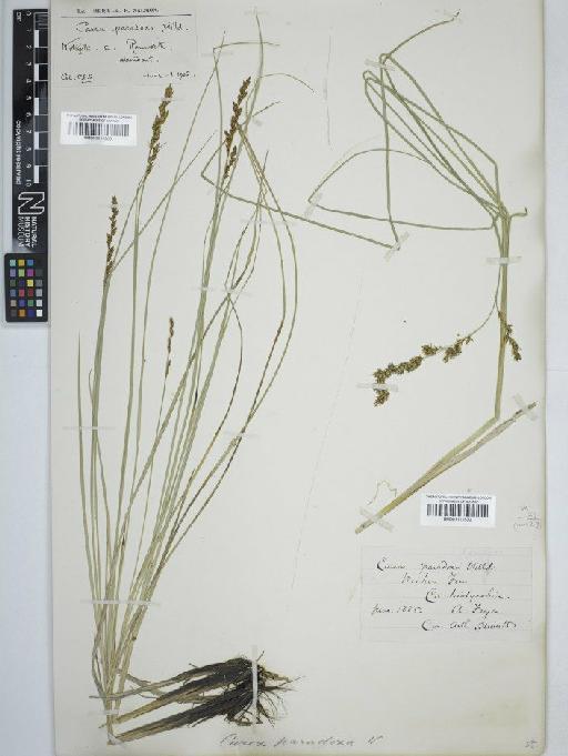 Carex appropinquata Schumach. - BM001111529 carex