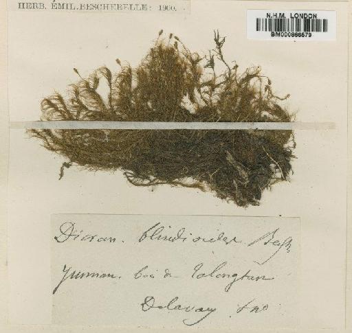 Dicranodontium blindioides (Besch.) Broth. - BM000866579