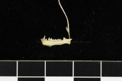 Rhinolophus refulgens cuneatus Andersen,  1918 - 1907_1_9_3-Rhinolophus_refulgens_cuneatus-Holotype-Skull-mandible-lateral