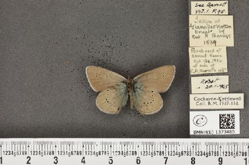 Cyaniris semiargus semiargus (Rottemburg, 1775) - BMNHE_1373480_a_167485