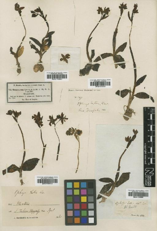 Ophrys lutea Cav. - BM001066554