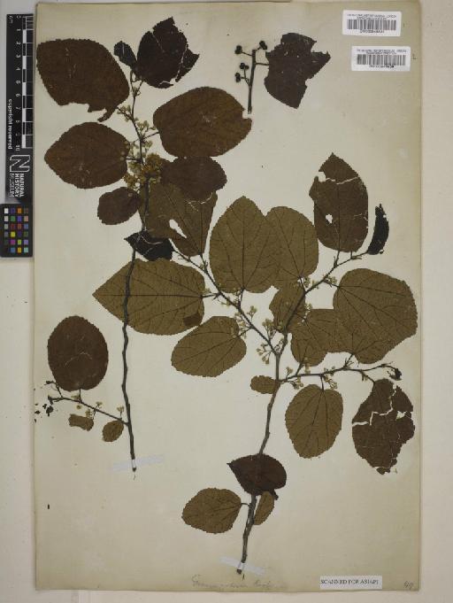 Grewia tiliaefolia Vahl - BM000946539