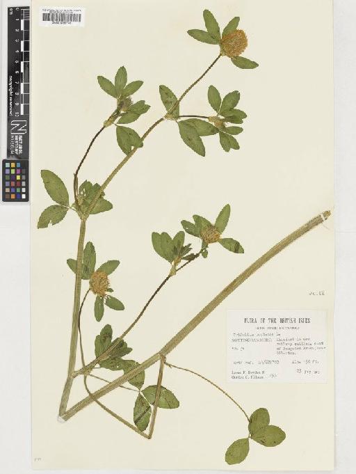 Trifolium pratense L. - BM001036746