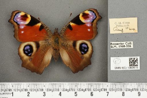 Inachis io ab. diophthalmica Garbini, 1883 - BMNHE_1060915_21413