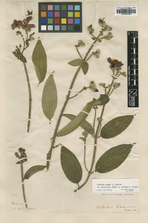 Osbeckia aspera var. travancorica (Bedd. ex Gamble) C.Hansen - BM000944350