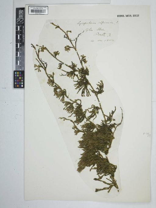 Diphasiastrum alpinum (L.) Holub - BM001184870