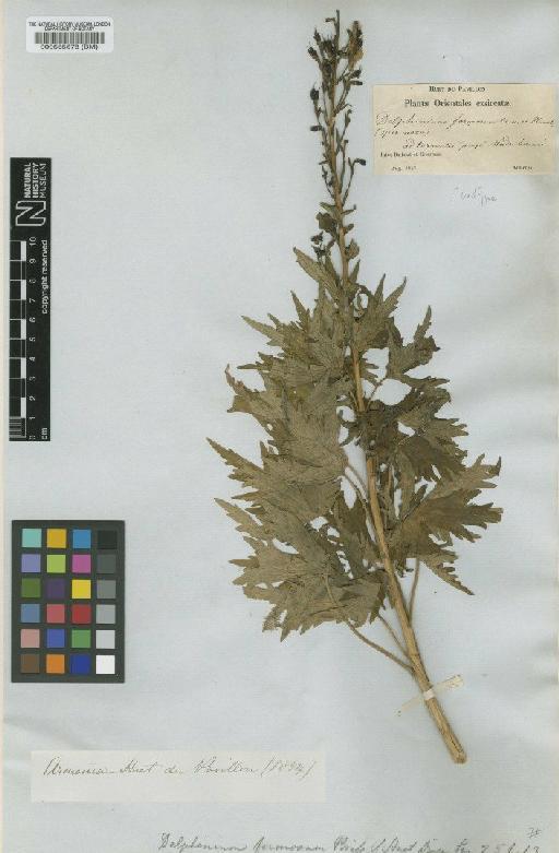 Delphinium formosum Boiss. & Huet - BM000565678