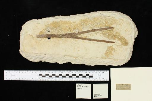 Ornithocheirus Seeley, 1870 - 010026788_L010092617_(1)