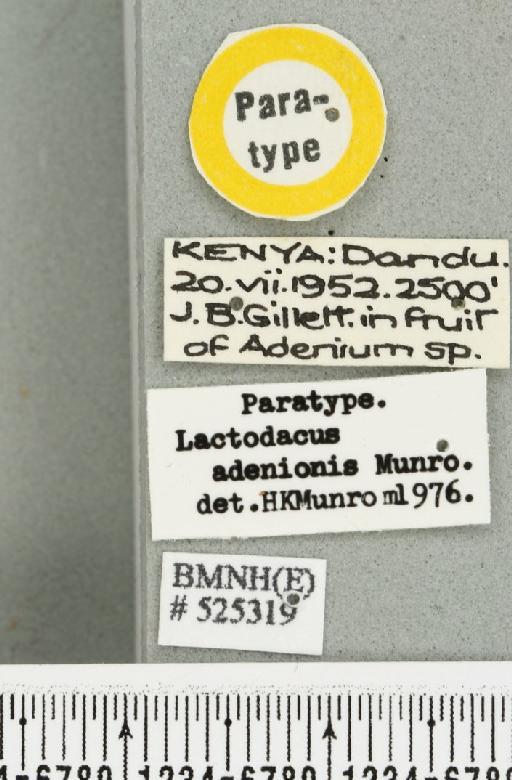 Dacus (Psilodacus) adenionis (Munro, 1984) - BMNHE_525319_label_38684