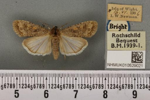 Spodoptera exigua ab. variegata Dannehl, 1929 - NHMUK_010529021_582958