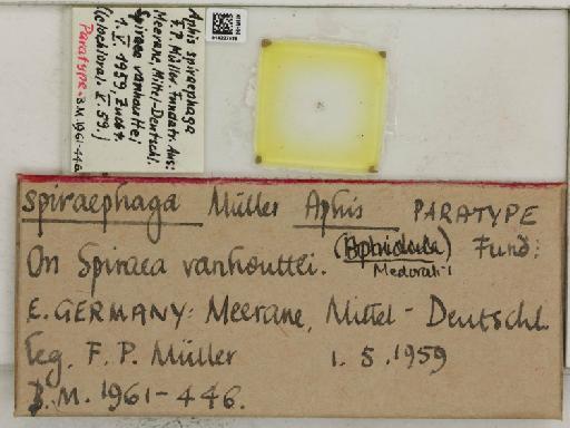 Aphis (Medoralis) spiraephaga Muller, 1961 - 014227585_112530_1093089_157717_Type