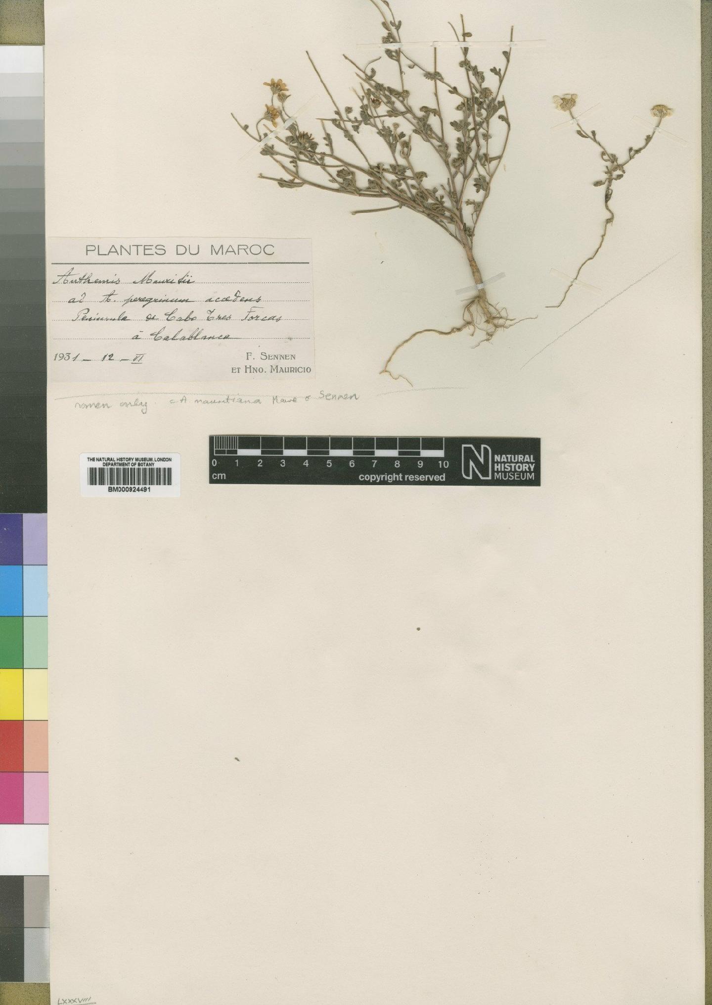 To NHMUK collection (Anthemis mauritiana Maire & Sennen; Type; NHMUK:ecatalogue:4529505)