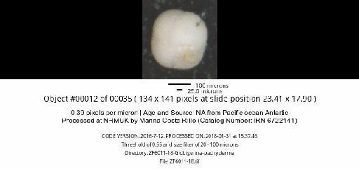 Neogloboquadrina pachyderma (Ehrenberg) - ZF6011-18-Globigerina-pachyderma_obj00012_plane000.jpg