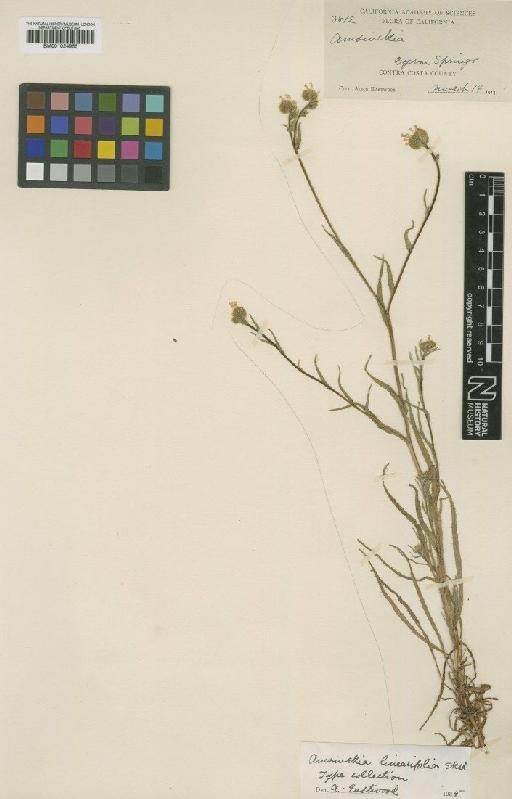 Amsinckia linearifolia Suksd. - BM001024955