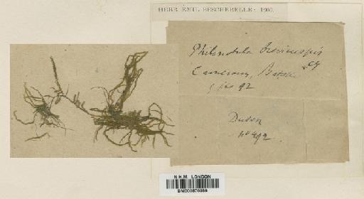 Philonotis brevicuspis Broth. - BM000870999