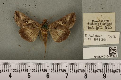 Autographa gamma (Linnaeus, 1758) - NHMUK_010492341_547999