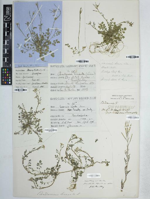 Cardamine hirsuta L. - BM001161708