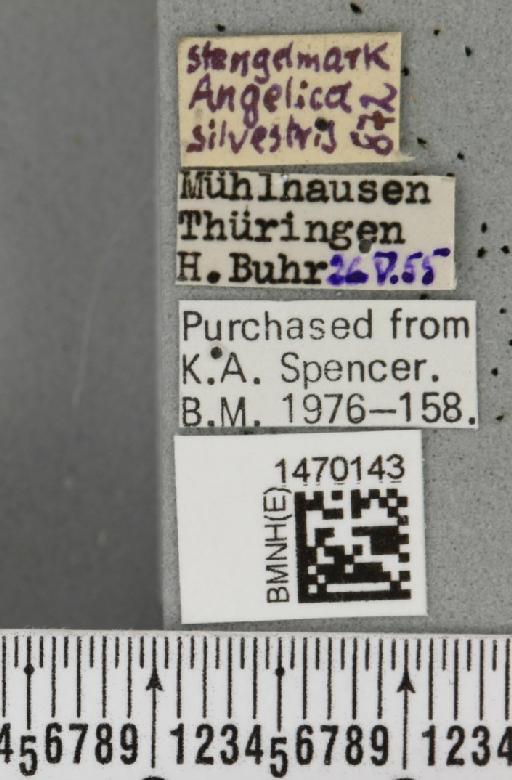 Melanagromyza angeliciphaga Spencer, 1969 - BMNHE_1470143_label_44693