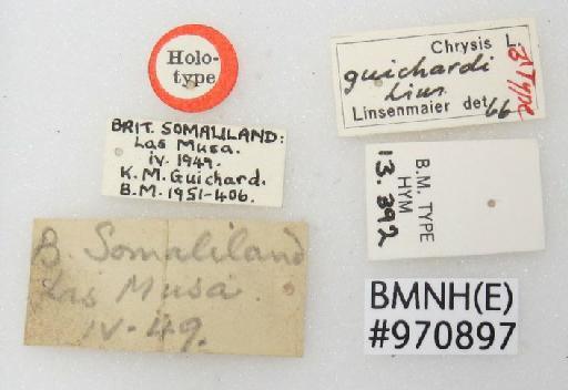 Chrysis guichardi Linsenmaier, 1968 - Chrysis_guichardi-BMNH(E)#970897_type-labels