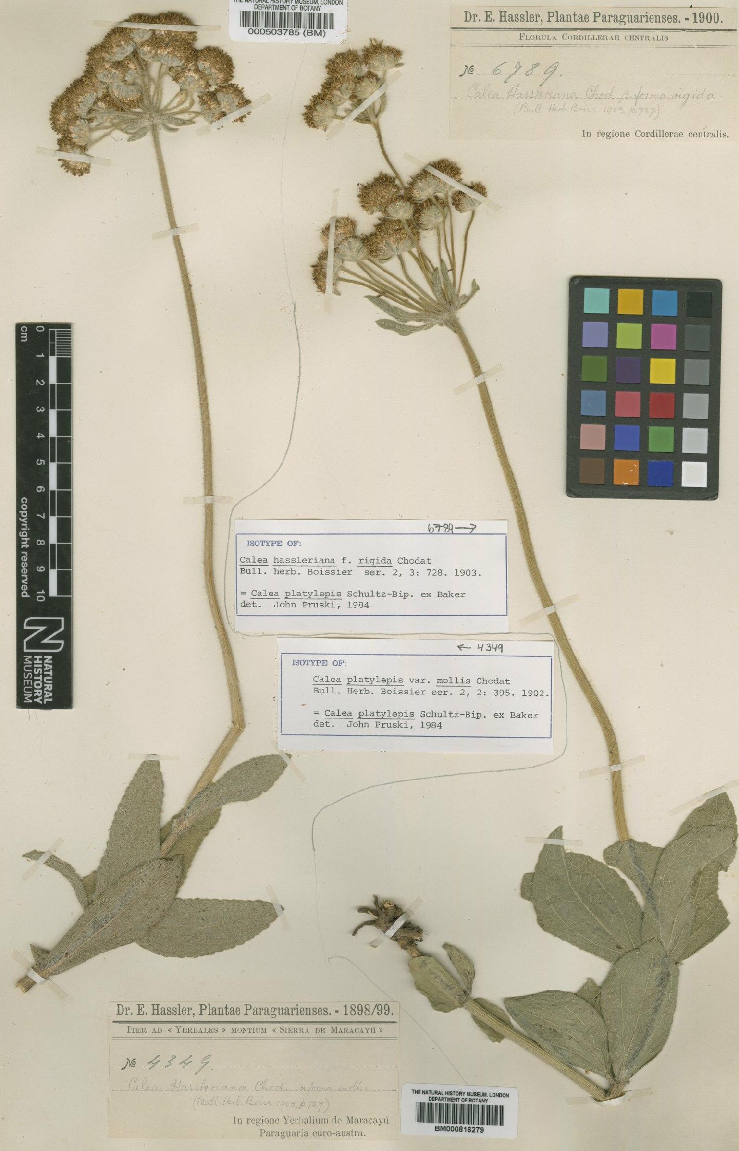 To NHMUK collection (Calea hassleriana f. rigida Chodat; Isotype; NHMUK:ecatalogue:4566695)