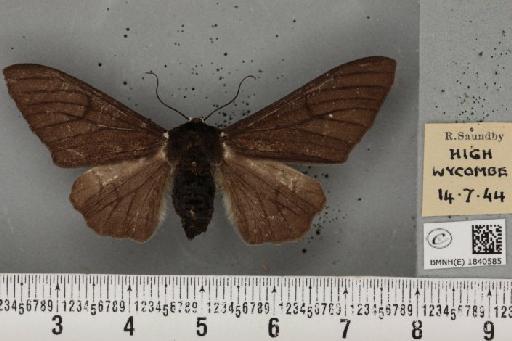 Biston betularia (Linnaeus, 1758) - BMNHE_1840585_413575