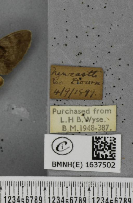 Macroglossum stellatarum (Linnaeus, 1758) - BMNHE_1637502_label_206188