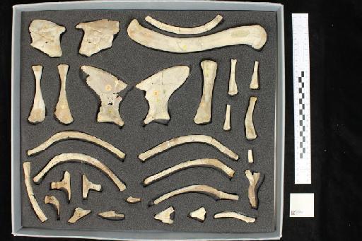 Neosteneosaurus edwardsi - 010024435_L010093030