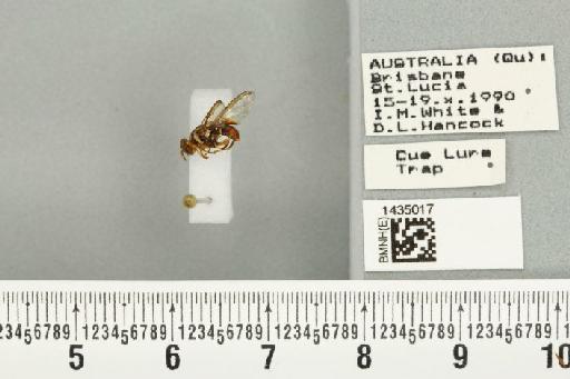 Bactrocera (Bactrocera) bryoniae (Tryon, 1927) - BMNHE_1435017_28426