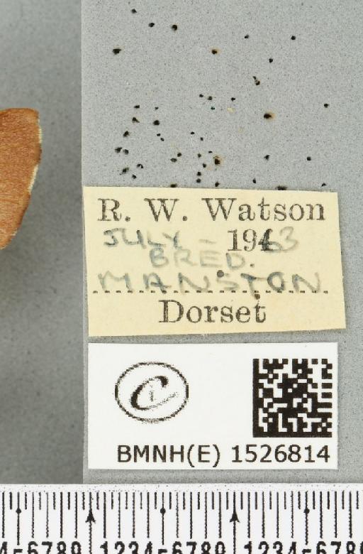 Malacosoma neustria (Linnaeus, 1758) - BMNHE_1526814_label_191046