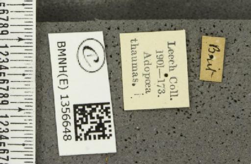 Thymelicus sylvestris (Poda, 1761) - BMNHE_1356648_label_160262