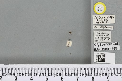 Chromatomyia mimuli Spencer, 1981 - BMNHE_1475040_48549